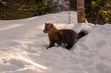 siberian sable in a snowy forest