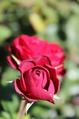 red rose in garden