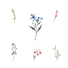 Paint set of watercolor flowers and leave on background. Paint watercolor texture. Botanical art. Use for design invitations, birthdays, weddings