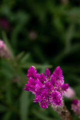Pink celosia argentea flower, commonly known as the plumed cockscomb or silver cock\'s comb full bloom grown in nature garden. focus and blur.