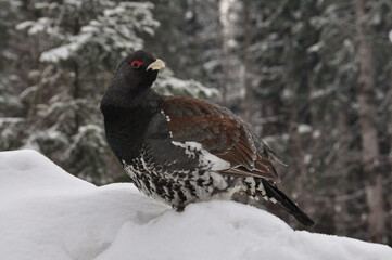 capercaillie in the snowy forest