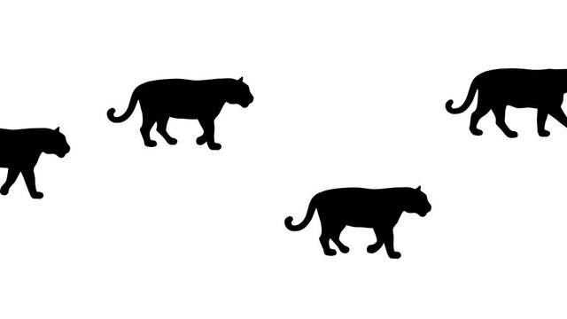 Walking tigers: animation on the white background