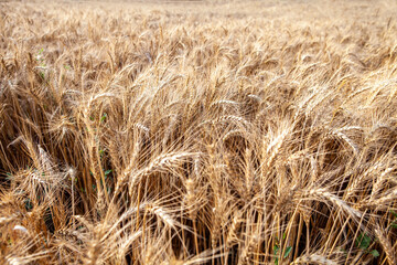 golden wheat field