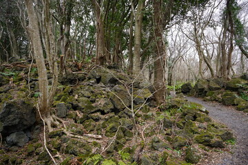 a path through a winter forest