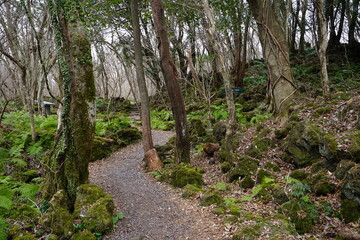 a path through a winter forest