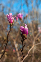 Flowering magnolia close-up. Lilac buds on a branch. Spring in the Botanical Garden.