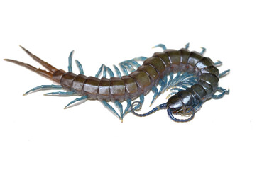 Closeup picture of the African blue-legged centipede, Ethmostigmus trigonopodus (Chilopoda; Scolopendromorpha; Scolopendridae), photographed on white background.