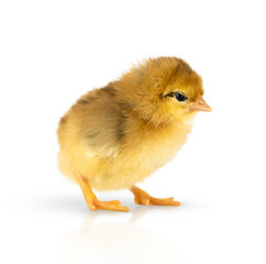 Chicken isolated on a white background