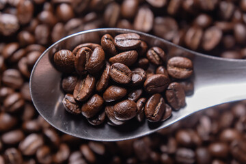 Dark roasted Arabica coffee beans in a stainless steel spoon.