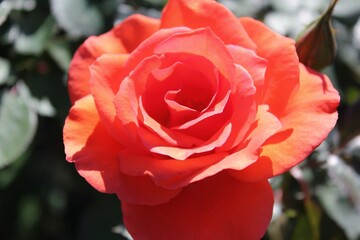 single red rose