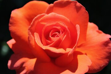 Bright orange rose in full bloom growing in the sunny meadow.