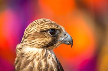 Fototapeta premium Golden eagle close-up on the background of the sky. The bird of prey hunts its prey. The eagle sits on the trainer's hand. Falcon hunting. National tradition of Asia. Kazakhstan