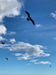 seagull flying in the sky