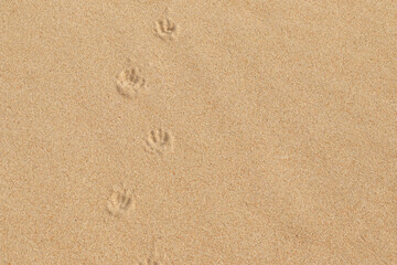 Fototapeta na wymiar Close up of bird tracks in dune sand