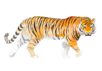 虎の水彩画