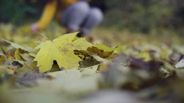 The girl collects yellow autumn leaves in the park or forest. Autumn walk in nature and leaves underfoot. October paints.