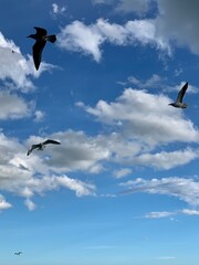 seagull flying in the sky
