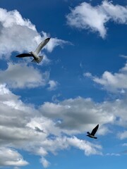 seagull in flight in the sky