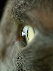 Russian blue cat's eyes. Close-up shot.