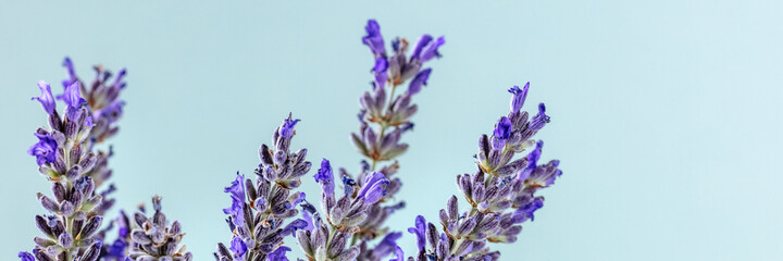 Lavender flowers panorama with a place for text. Lavandula plants, natural remedy panoramic banner