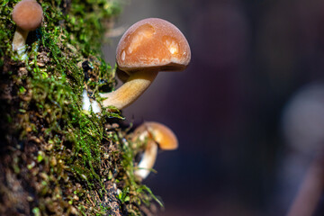 grzybki z bliska © Piotr_Kardas