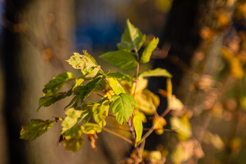 jesienne drzewo  zbliska