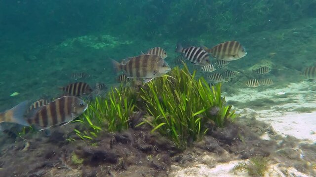Large and small Sheepshead fish (archosargus probatocephalus) move from the Gulf into warm water Florida springs  to feed and stay warm for the coming winter.