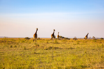 Herd of giraffes in the African savannah