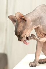cat washes himself, licks his paw with his tongue