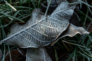 Fallen leaves of a nut covered with frost or snow lie on the ground on a frosty morning in the garden