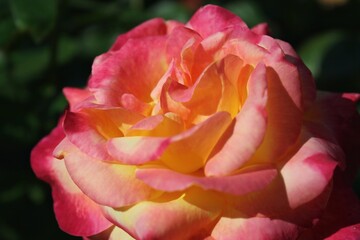 Fototapeta na wymiar pink and orange rose closeup