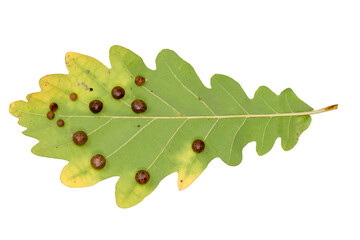 Detail of an oak leaf with clutch of gall wasps Cynipidae