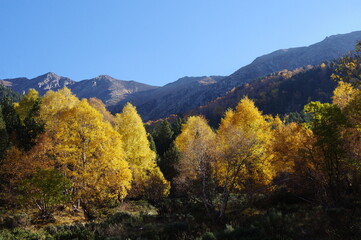Fototapeta premium Forêt et montagne aux couleurs bucoliques de l'automne dans les Pyrénées