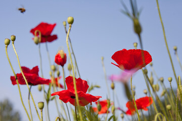 Obraz premium Red common poppy flowers in the cottage garden - beautiful summer in the countryside.