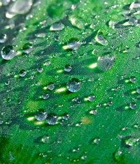Dew drops on leafe blade
