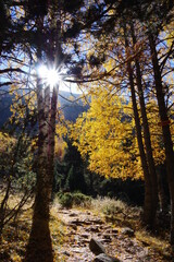 Forêt et montagne aux couleurs bucoliques de l'automne dans les Pyrénées
