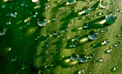 Dew drops on leafe blade