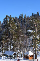 Obraz na płótnie Canvas Forest in winter, Mountins