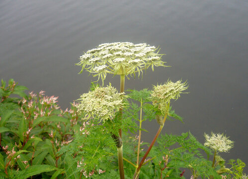 Water Parsnip Plant Sium Suave fully blooms look mesmerizing at Tsomgo Lake area situated at 12,600 ft altitude in Sikkim.