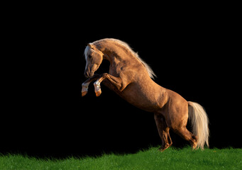 Yellow horse reared isolated. Welsh cob pony isolated on black background, cutout.