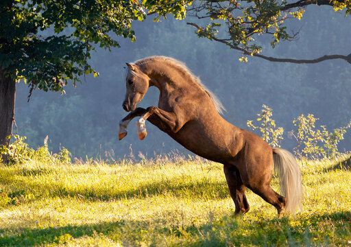 Gold horse reared on nature spring background. Welsh pony horse playing in field outdoors in sunset.