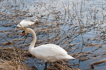 White swans stand in the water. Reflections of the golden sun in a blue pond.