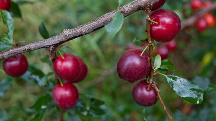 Plum Opal -  delicious purple and pink sweet fruit on the tree branch in the orchard.