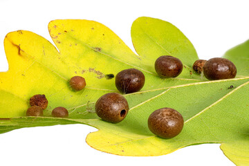 Detail of an oak leaf with clutch of gall wasps Cynipidae