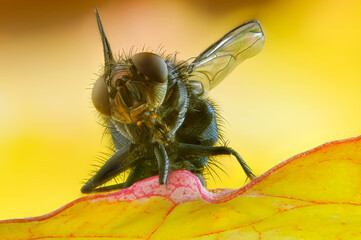 Meatfly sitting on a yellow autumn leaf