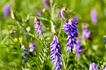 blooming tufted vetch with butterfly sitting on it