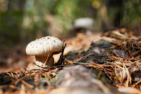 scaly sawgill or train wrecker mushroom on the tree