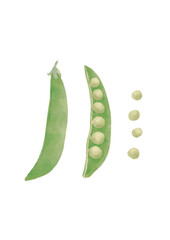 Hand drawn Soft Textured Green Peas Set Isolated on White Background