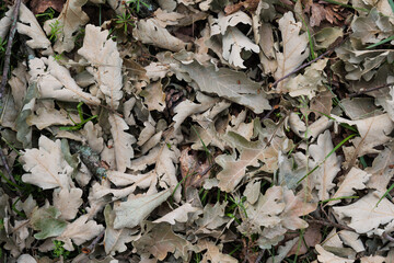 Dry leaves on the ground in a beautiful autumn forest. Oak fallen leaves texture in a forest or park.