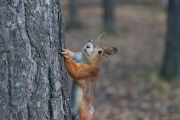 squirrel on a tree